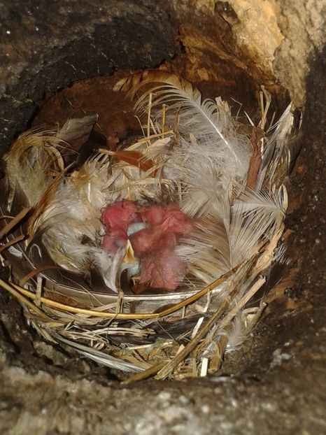  - AAAAAA_CUIB GRAURI 2018_2019_2020_2022_2023