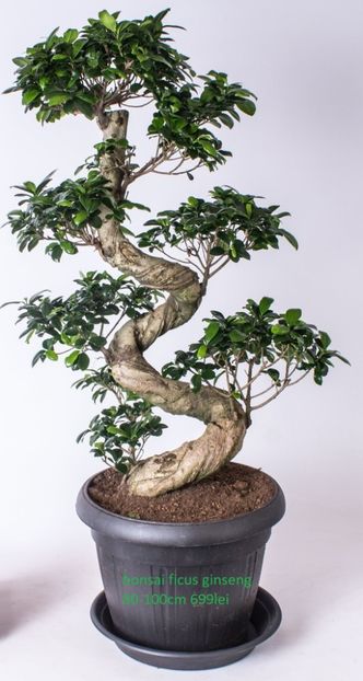 bonsai-ficus-ginseng-s-shape-in-anthracite-plastic - bonsai la cel mai bun pret