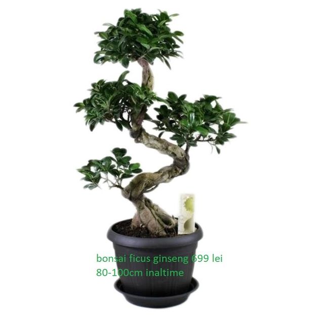 bonsai-ficus-ginseng-s-shape-in-anthracite-saucer - bonsai la cel mai bun pret