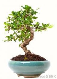 descărcare - bonsai la cel mai bun pret