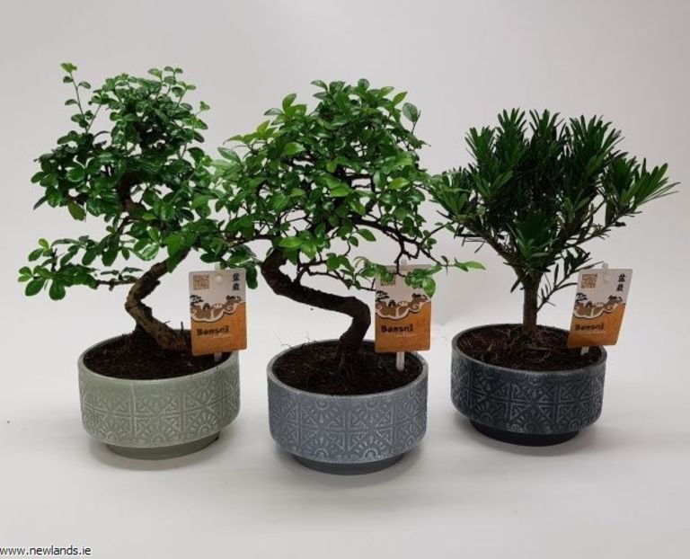 large-Bonsai mix 15cm cer pot - bonsai la cel mai bun pret