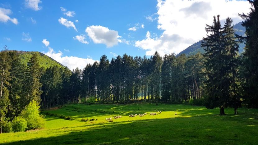 13. In Poiana ,,Hora cu Brazi,, - In Parcul National Piatra Craiului