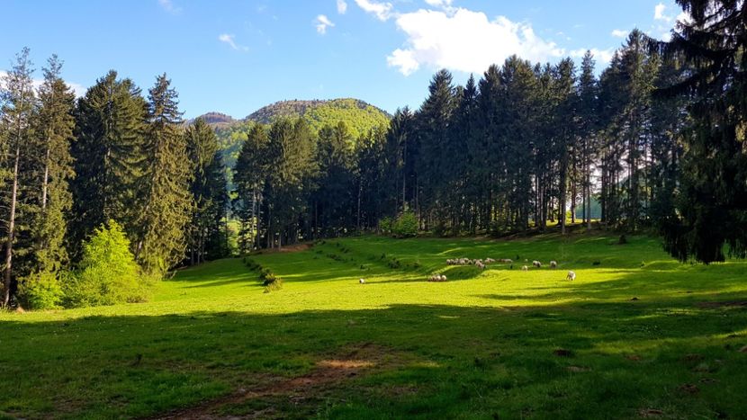  - In Parcul National Piatra Craiului