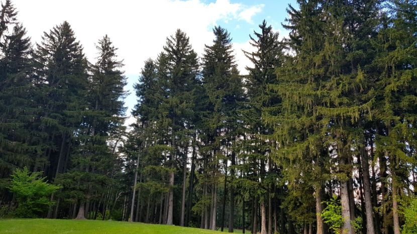  - In Parcul National Piatra Craiului