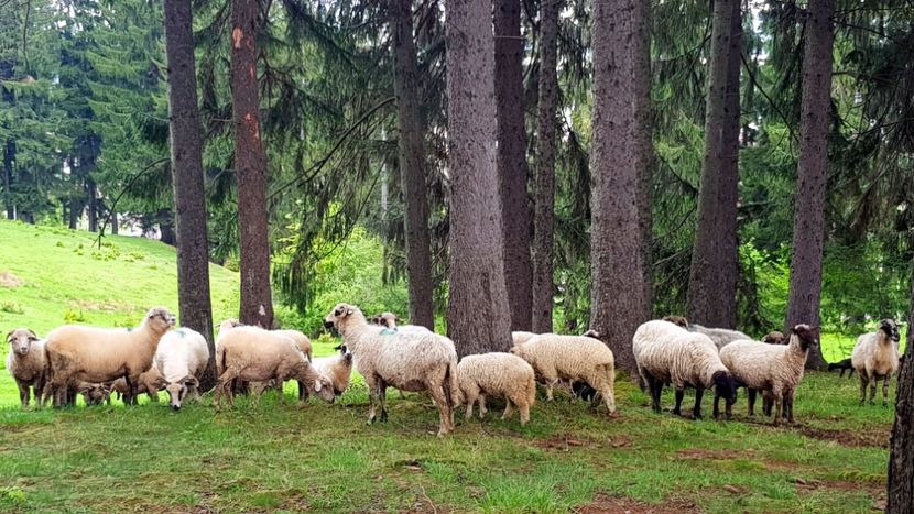 20. Mioare in...Hora! - In Parcul National Piatra Craiului