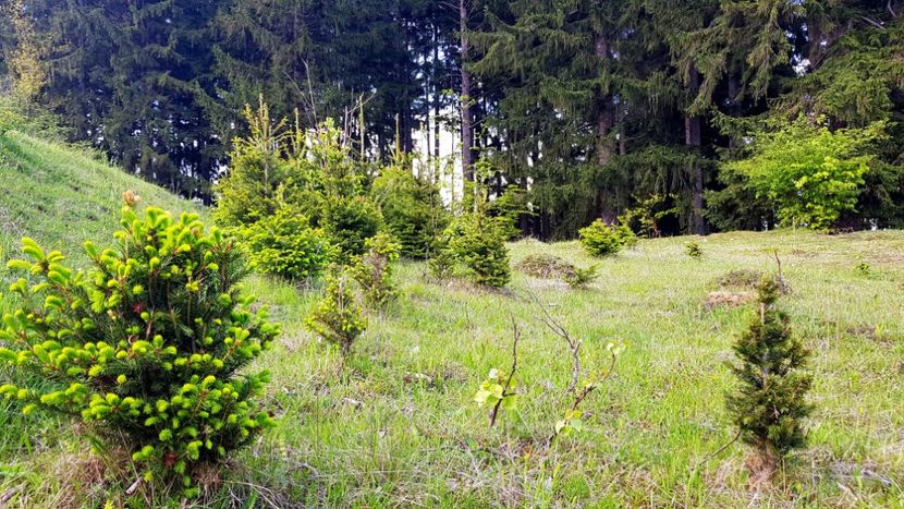 21. Noua generatie din ,,Hora cu Brazi,, - In Parcul National Piatra Craiului
