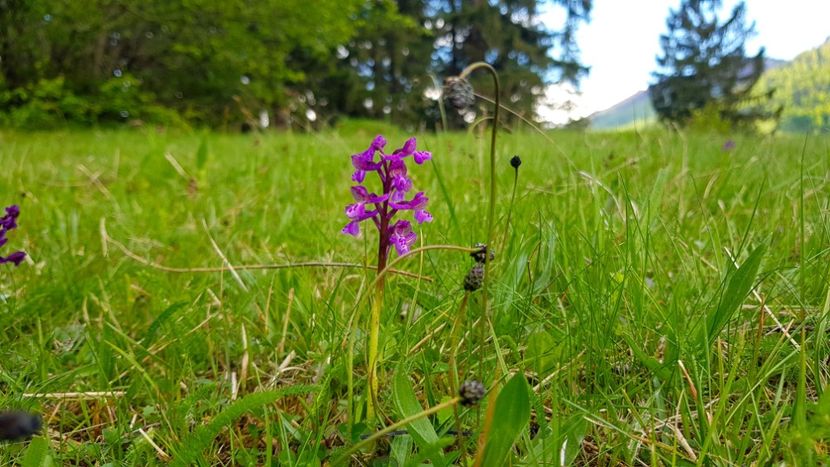 27. Orhidee salbatica (de munte) - In Parcul National Piatra Craiului