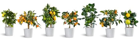 Citrina-Variety-of-Plants-2 - CITRICE de vanzare diferite specii