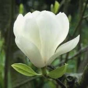 images - magnolie