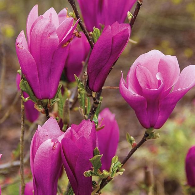 spring-hill-nurseries-ornamental-trees-66350-64_1000 - magnolie