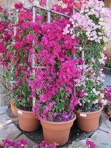 11ef46ec56c14f2a5e4c5178085f2771 - vand Bougainvillea floarea de hartie