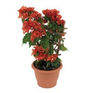 images (1) - vand Bougainvillea floarea de hartie