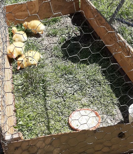  - Rațe Cayuga - Aylesbury