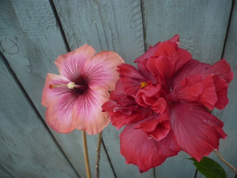 P1430693 - HIBISCUSI 2020-1