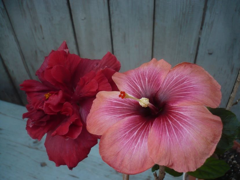 P1430695 - HIBISCUSI 2020-1