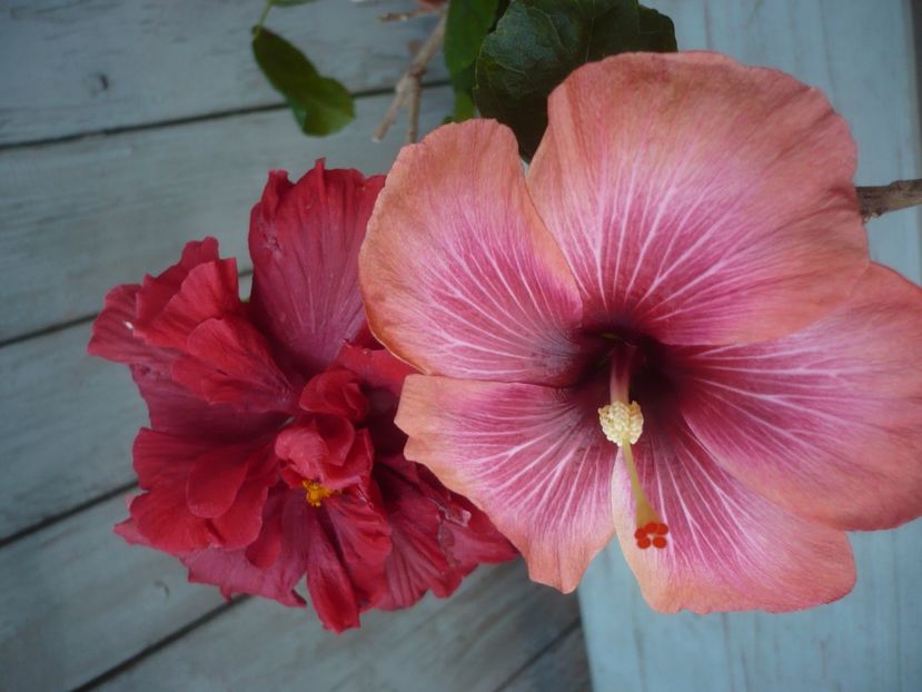 P1430697 - HIBISCUSI 2020-1