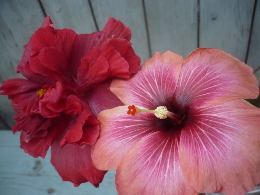 P1430698 - HIBISCUSI 2020-1