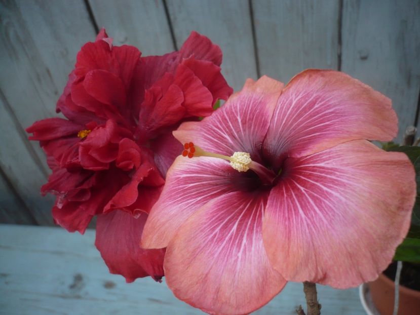 P1430699 - HIBISCUSI 2020-1