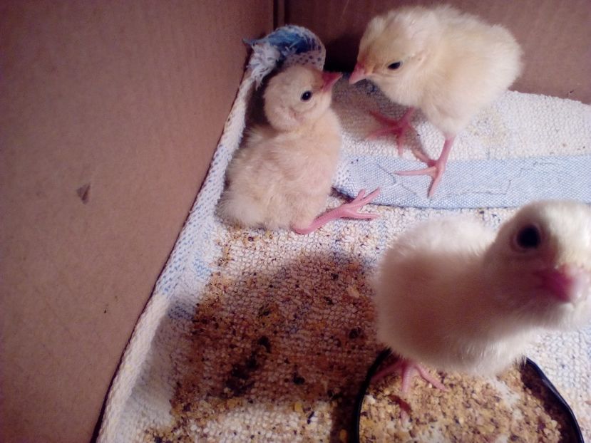  - Pui fazan comun alb 2020