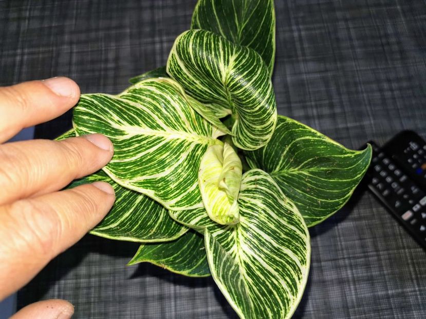 Philodendron Birkin 150 ron - Vandute