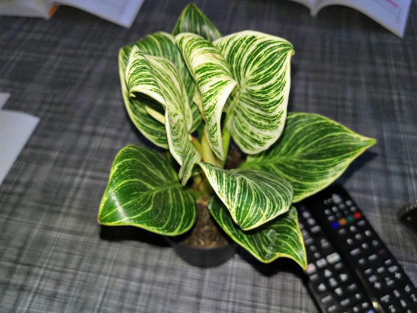Philodendron Birkin 150 ron - Vandute