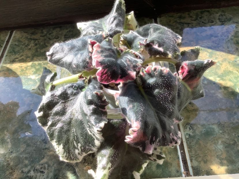  - Wrangler s Gaudy Lady