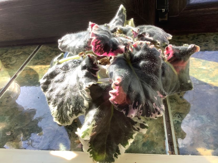  - Wrangler s Gaudy Lady