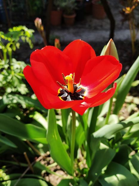  - Gradina mea 2020