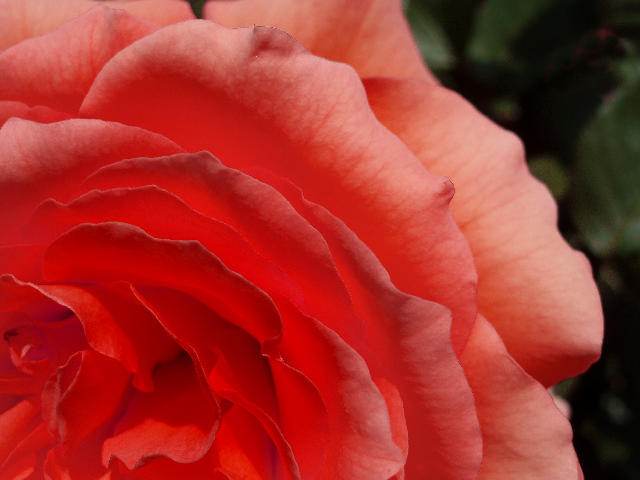 red rose