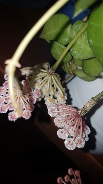  - 0 hoya infloriri in grup