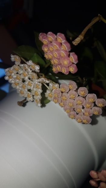  - 0 hoya infloriri in grup