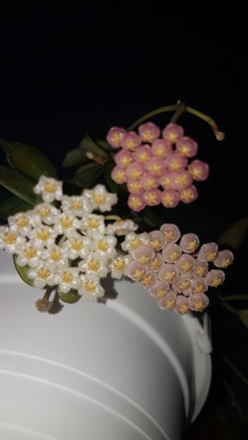  - 0 hoya infloriri in grup