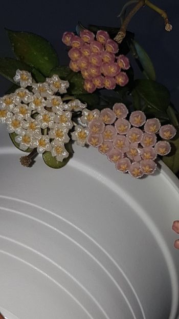  - 0 hoya infloriri in grup