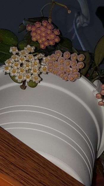  - 0 hoya infloriri in grup