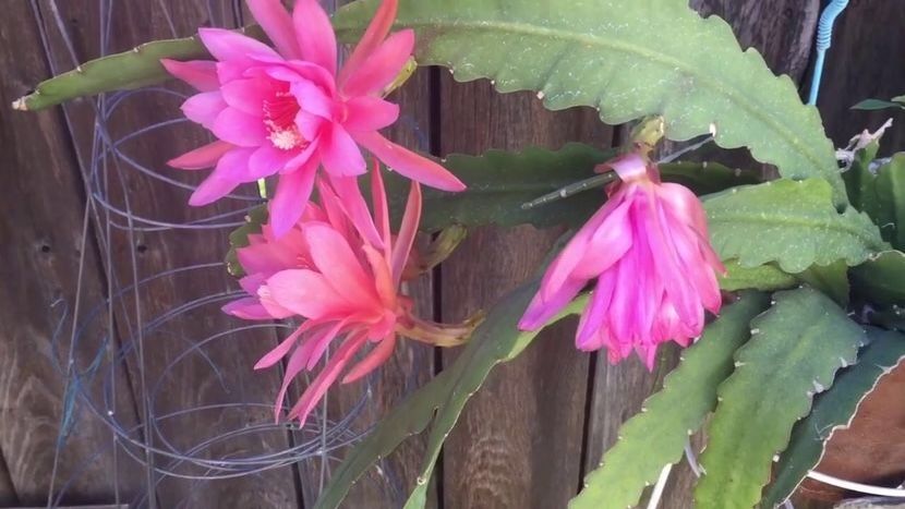 Epyphillum floare roz - A CAUT la schimb