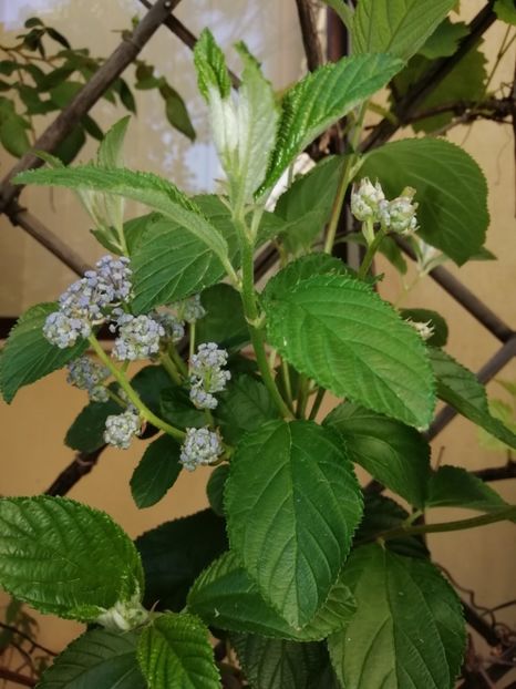 Ceanothus x delilianus Henri Desfosse - Grădina 2020 continuare 1