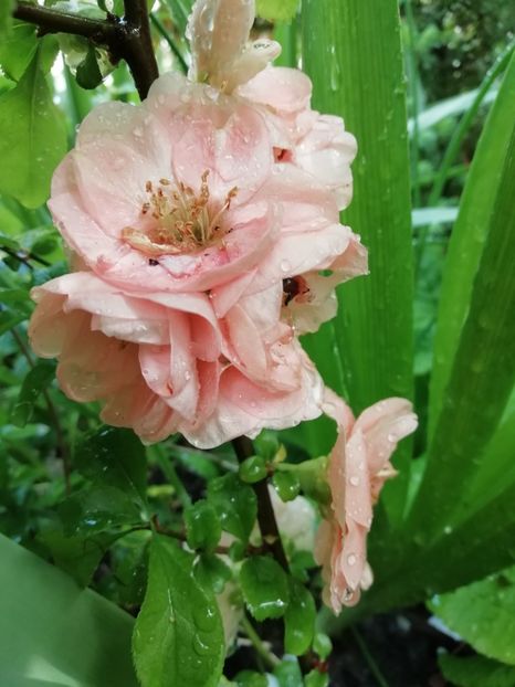 Cameo - Grădina 2020 continuare 1