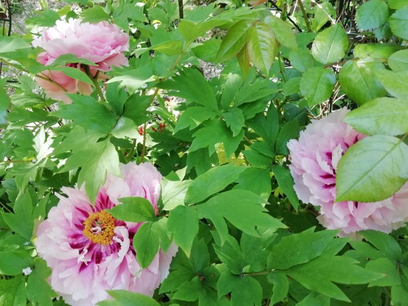  - Grădina 2020 continuare 1