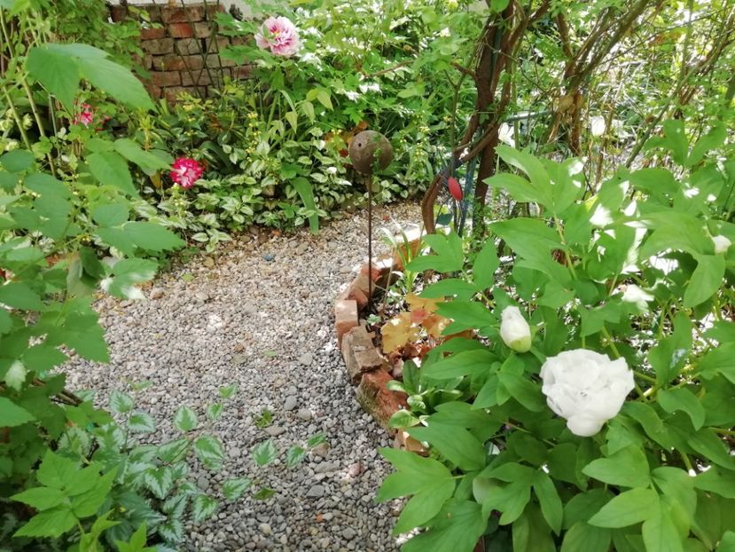  - Grădina 2020 continuare 1