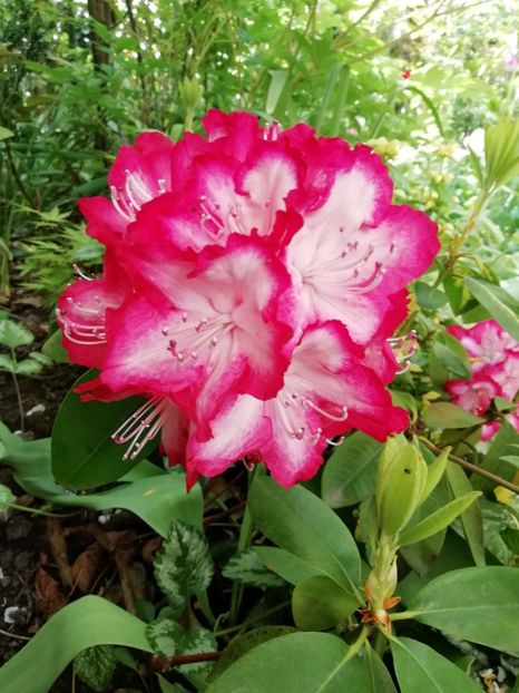  - Grădina 2020 continuare 1