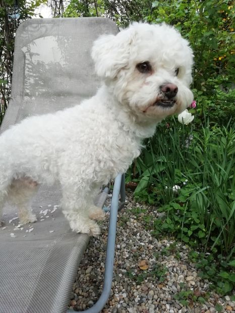  - Grădina 2020 continuare 1