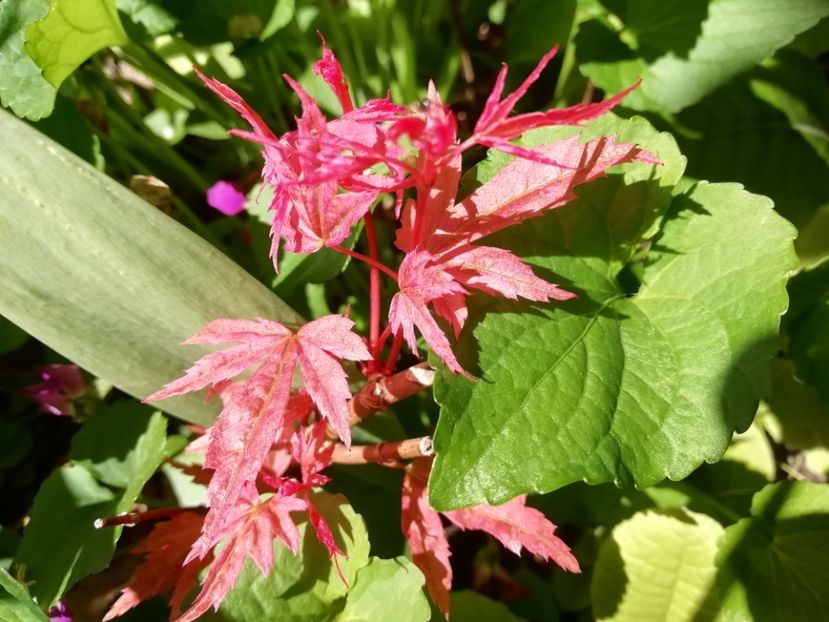 Acer Wilsons Pink Dwarf - Grădina 2020 continuare 1