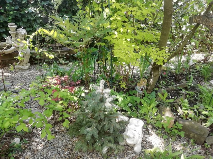  - Grădina 2020 continuare 1