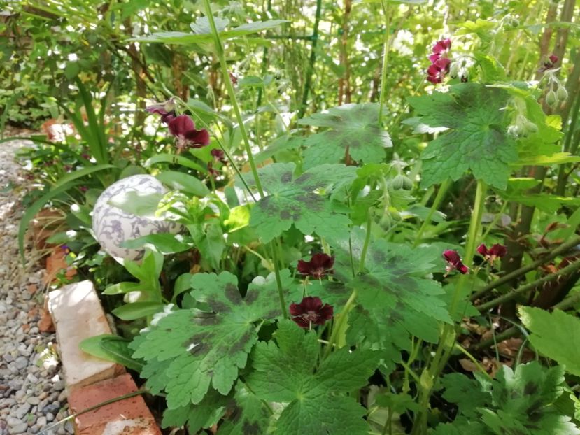 Geranium phaeum Samobor - Grădina 2020 continuare 1