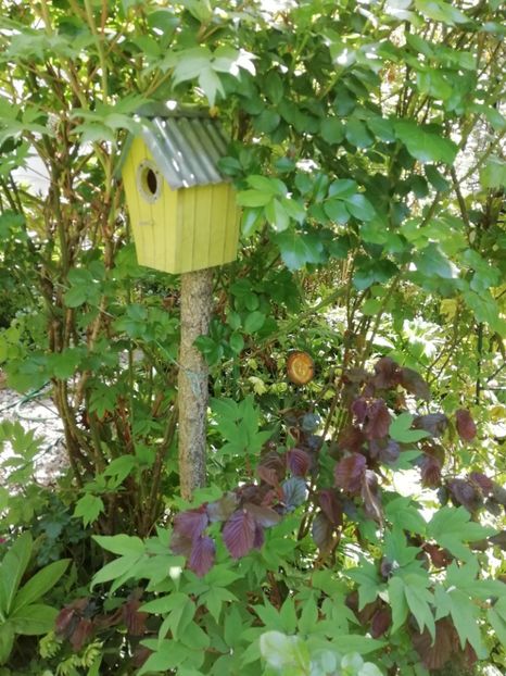  - Grădina 2020 continuare 1