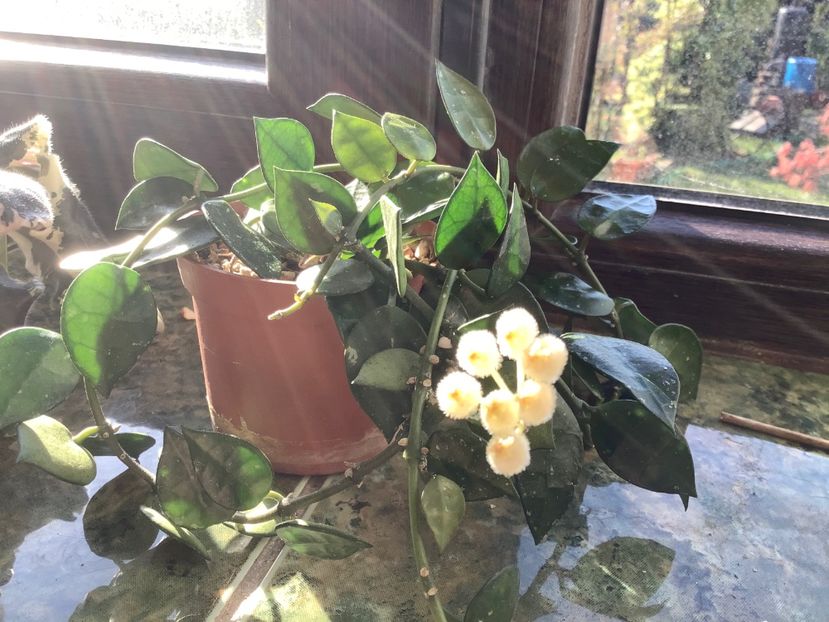 89688453-A28E-402E-8D02-16A0477A9C06 - Krohniana