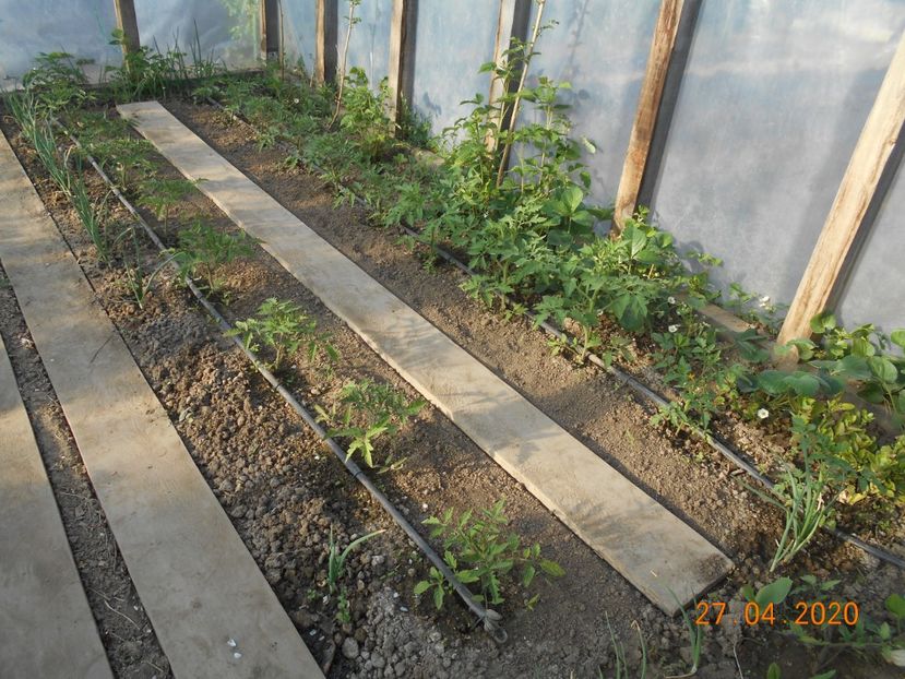 rosii in solar - 1Gradina de legume 2020