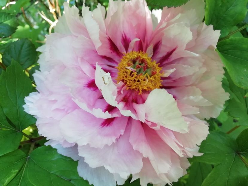 Xue Ying Tao Hua - Bujori