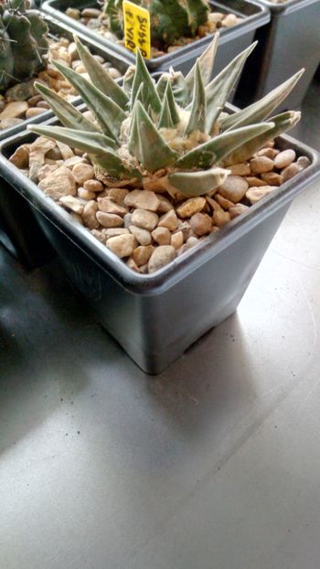 A. retusus subs. horacekii - -retusus