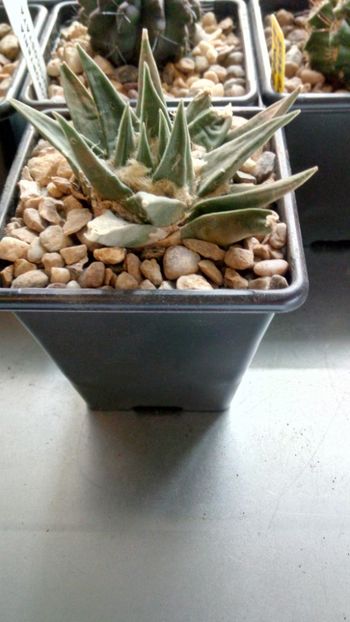 A. retusus subs. horacekii - -retusus